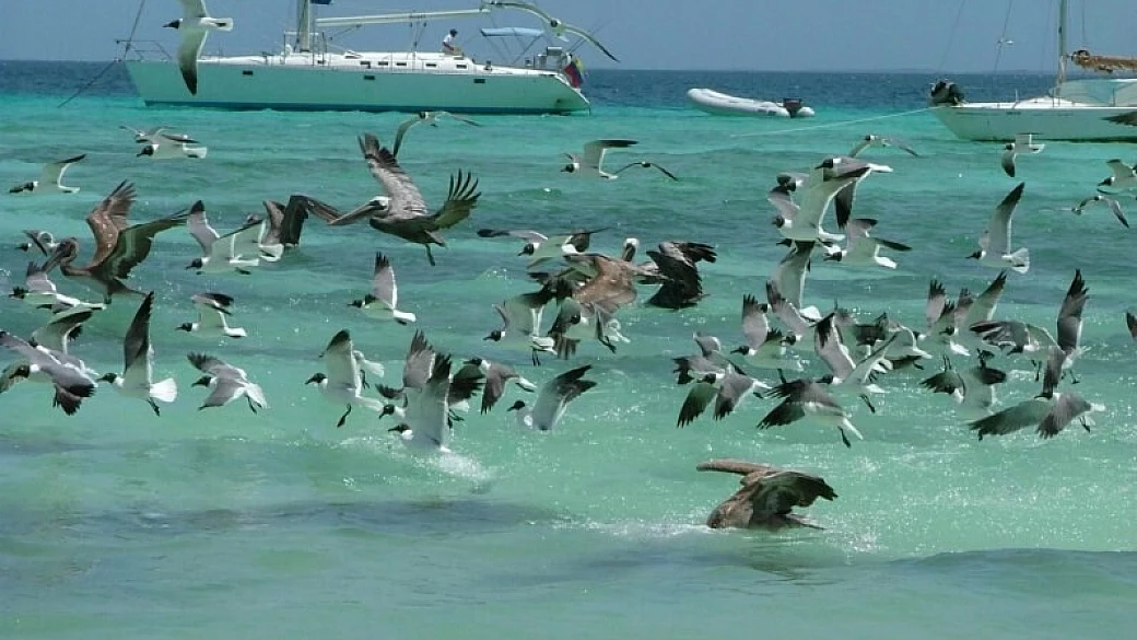 los roques che mare!