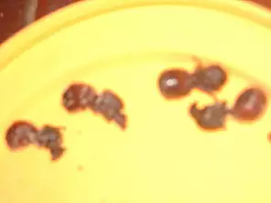 pranzo con formiche