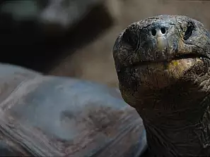 editoriale: vi presentiamo la tartaruga di ventotene!