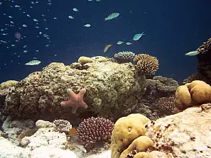maldive un acquario naturale