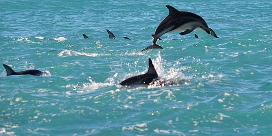 dolphins!