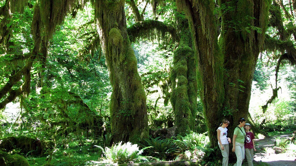 canada: i sentieri selvaggi del selvatico sasquatch