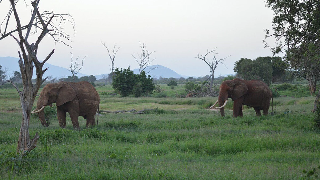 sogno kenya e incubo istanbul