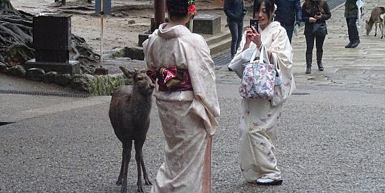 Più cervi o persone? Questo il dubbio che rimane visitando la città giapponese di Nara