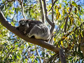 western-australia-hswbp