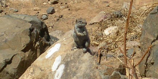 scoiattoli nel parco naturale di betancuria