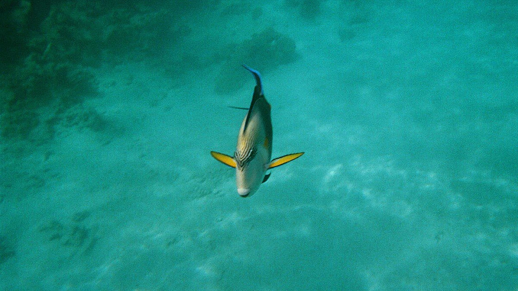 nilo antichi egizi mar rosso nuovi egiziani