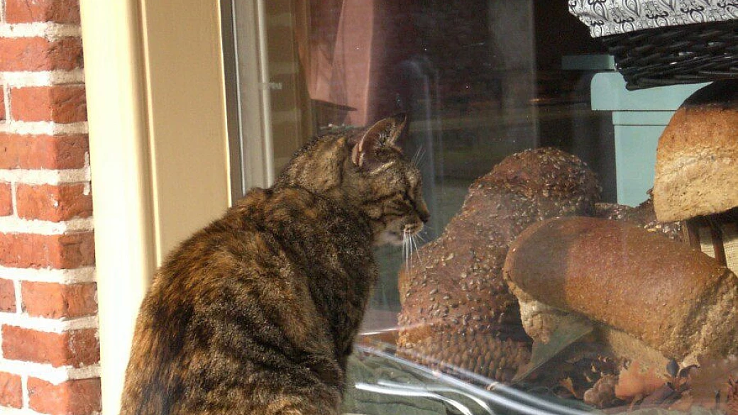 4 giorni ad amsterdam e nei dintorni