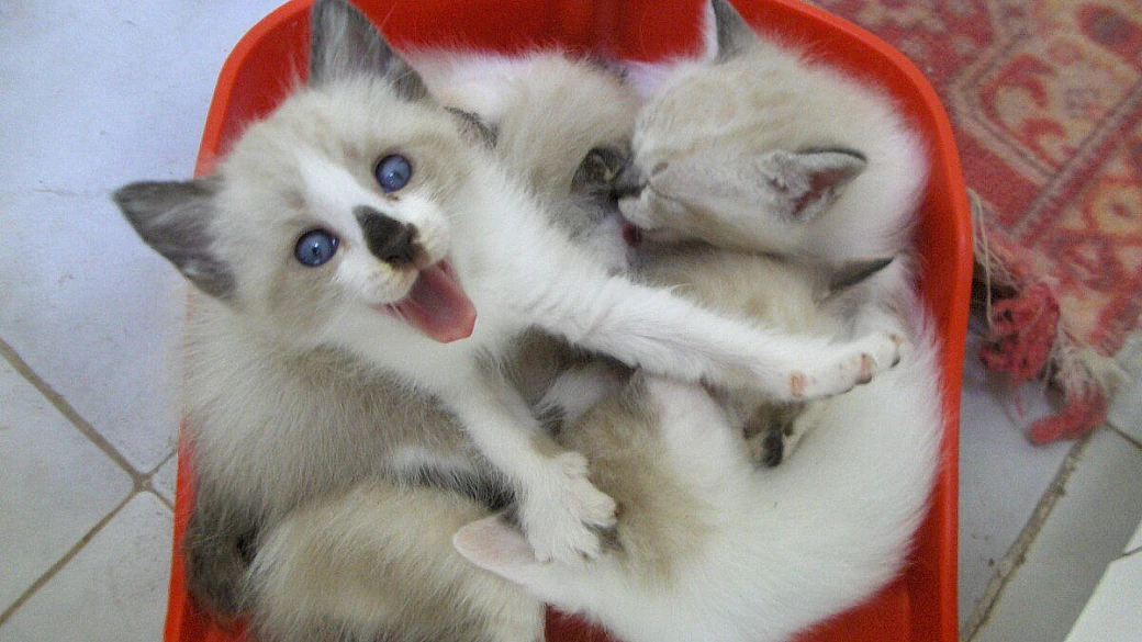 intorno al tacco di dello stivale