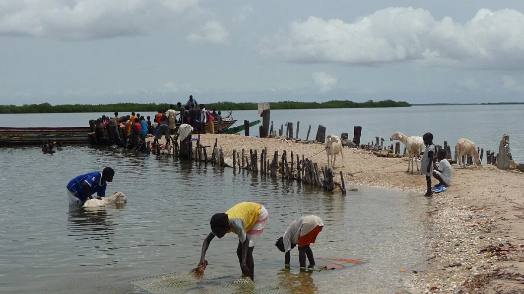 un assaggio di senegal