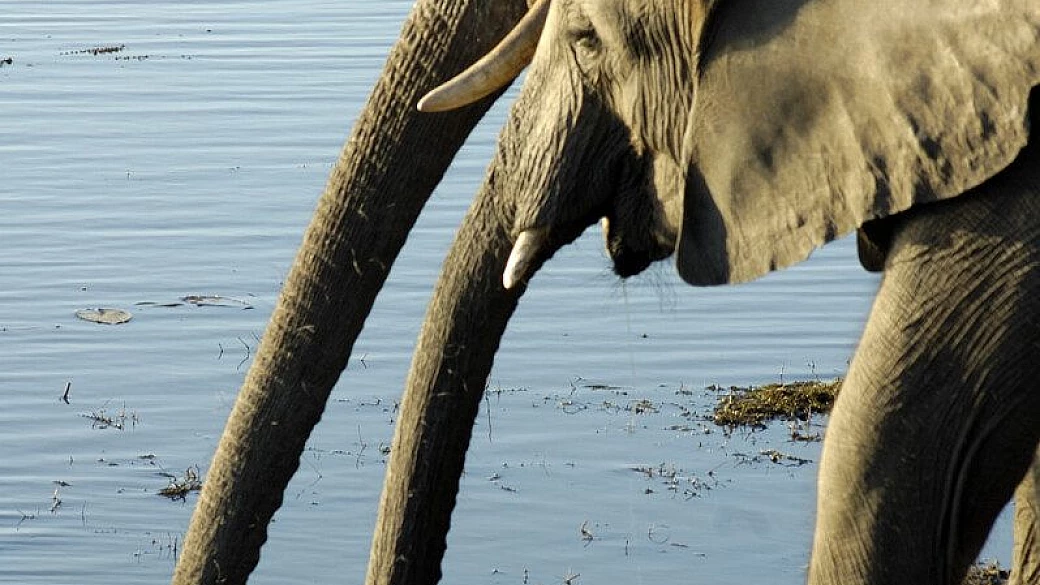 due ghepardi a caccia nel bush... di 3° parte