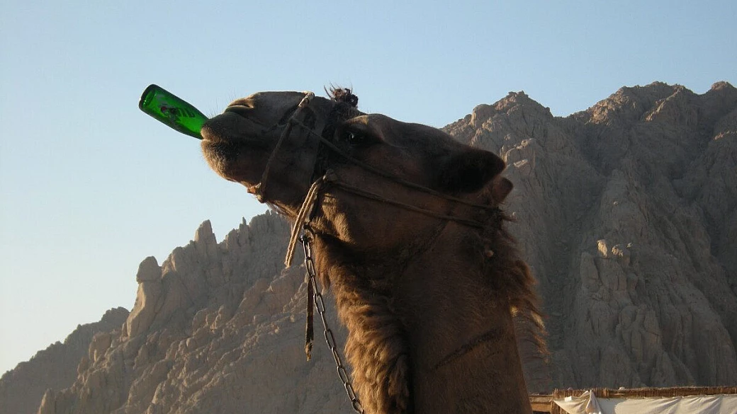 crociera horus francorosso 2