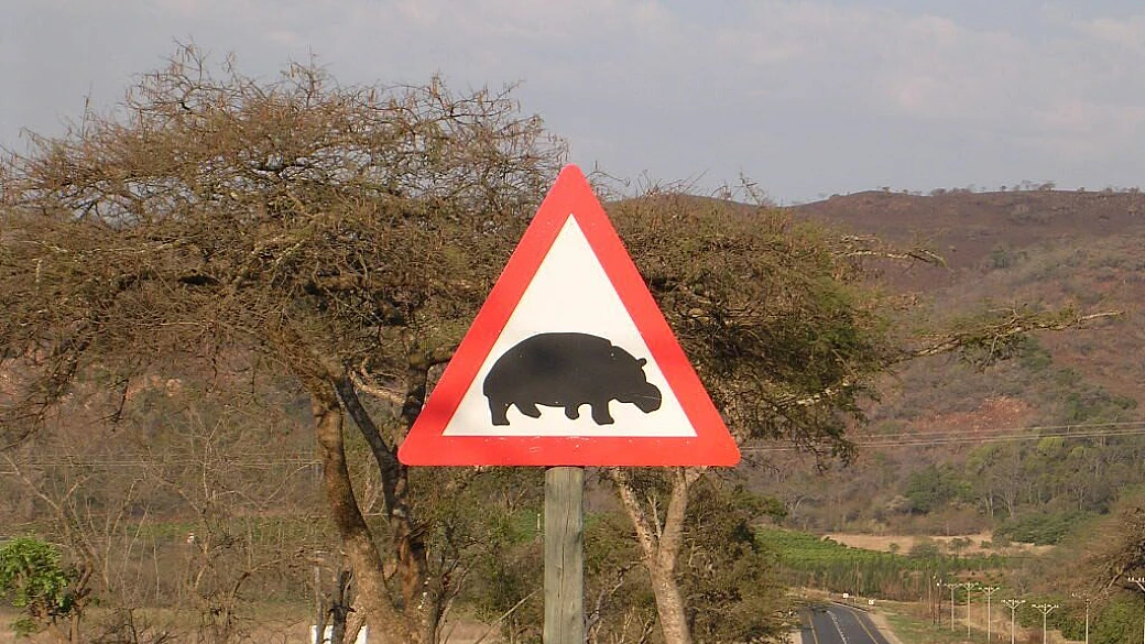 da cape town, in cerca del leone