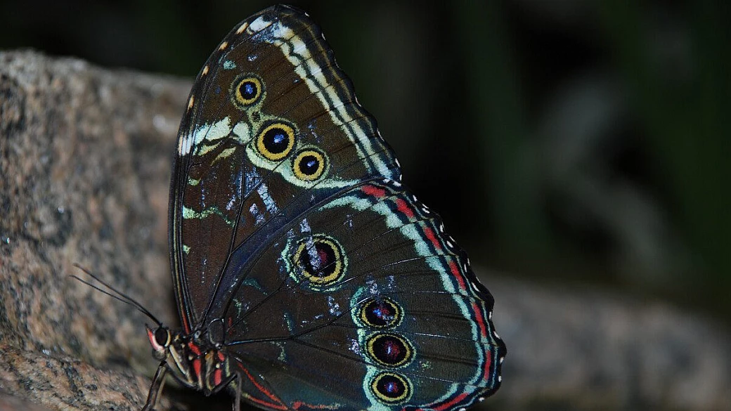 amazing canada e alaska