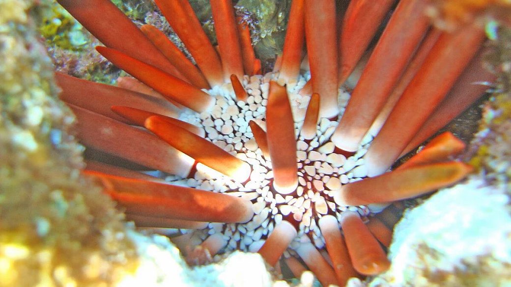 trekking nel tassili n'ajjer