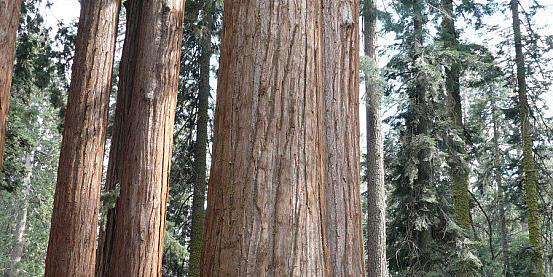 sequoie giganti...
