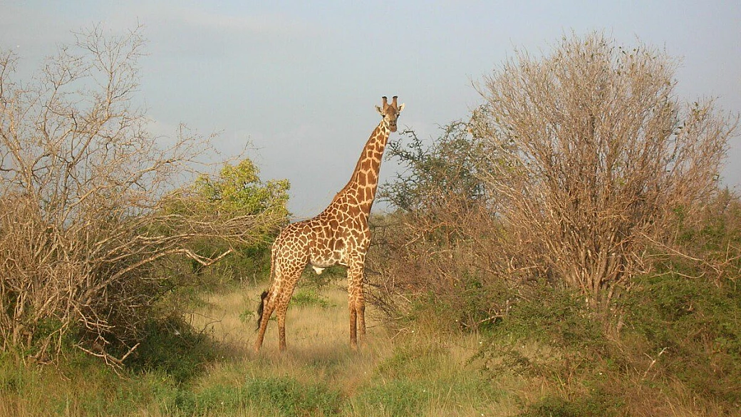 malindi e kenya in febbraio