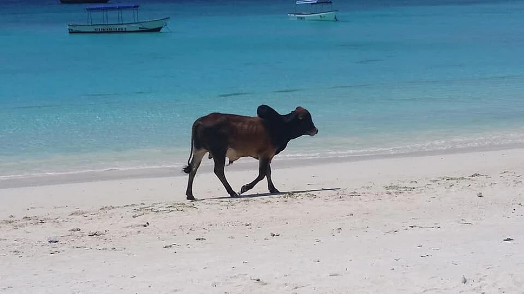attimi di terrore a zanzibar