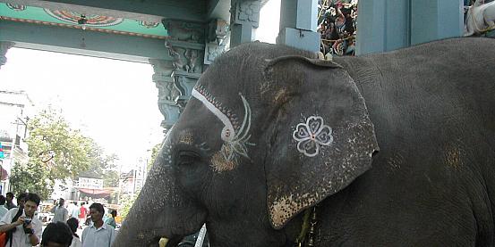 elefante in un tempio indiano