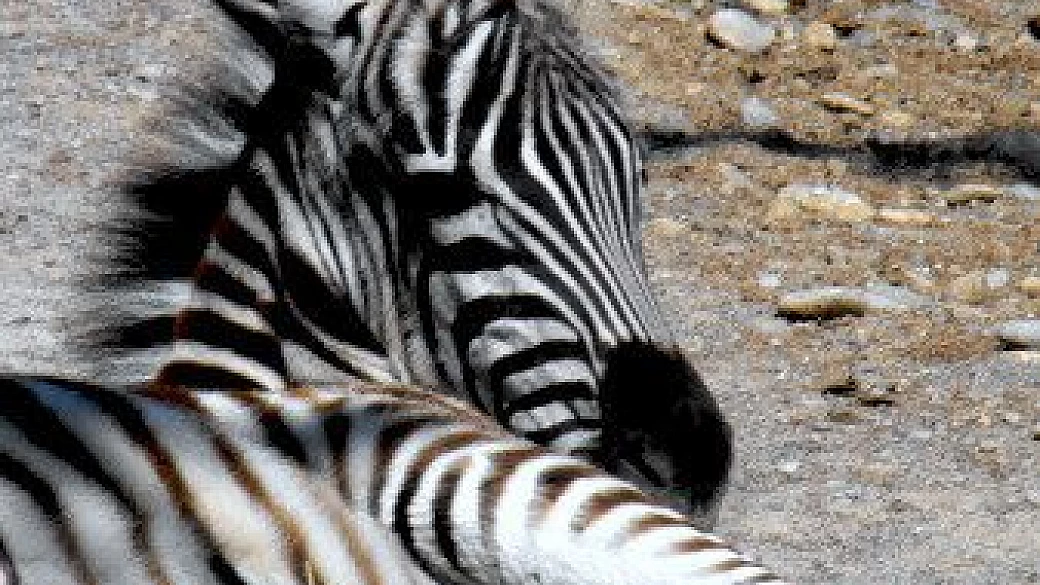 cotti a puntino ai bagni vecchi di bormio di we