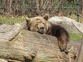 zoo-di-berlino-zoo-93fta