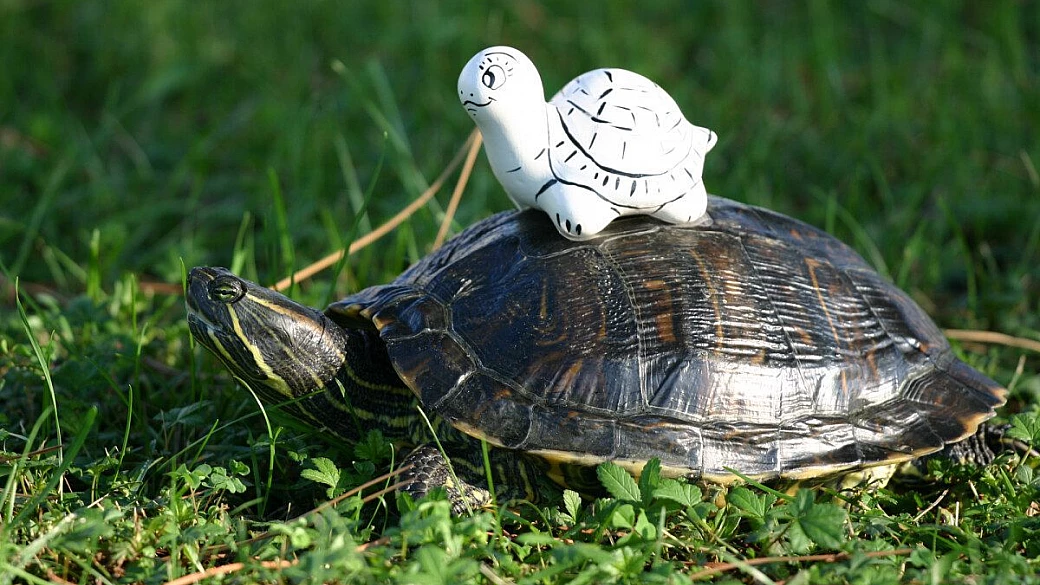 gita ad arquà petrarca e dintorni