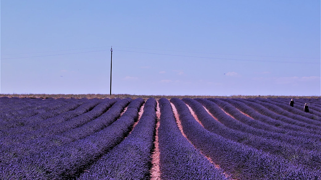 la provenza tra i campi di lavanda di valensole