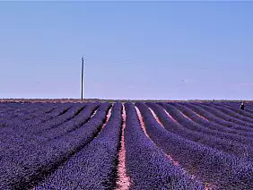 provenza valensole
