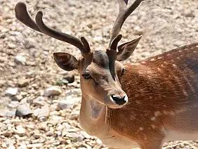 centro_visita_del_lupo