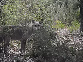 centro_visita_del_lupo_3_