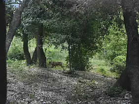 centro_visita_del_lupo_4_