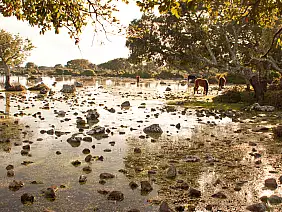 cavallini,della,giara,,giara,di,gesturi,basaltic,upland,,marmilla,,medio