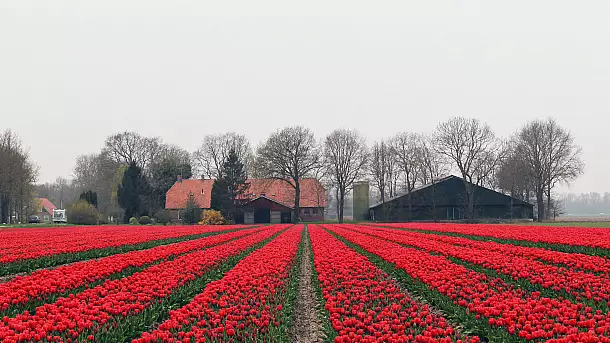 fioritura dei tulipani in olanda