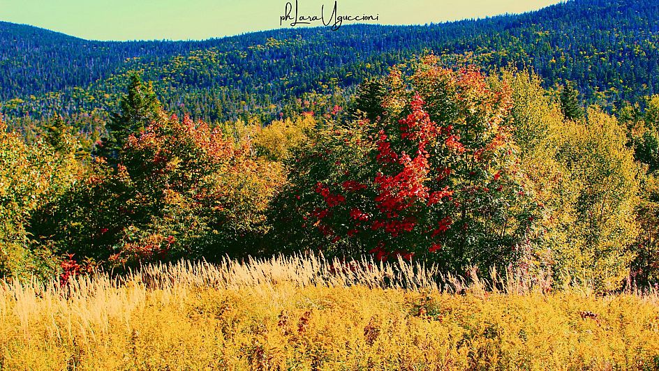 autunno sulle white mountains - new hampshire