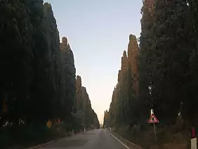 viale_per_bolgheri