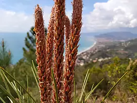 sentiero delle portatrici di ardesie, liguria