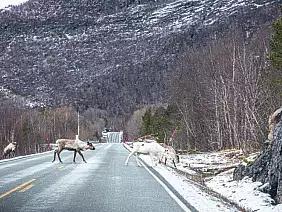 img_3644_renne_lungo_la_strada_a_senja