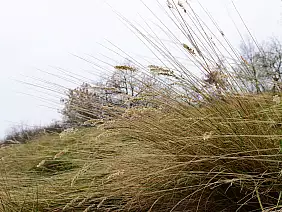 007ok_fumane_081217_adelearati