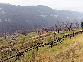 008ok_fumane_081217_adelearati