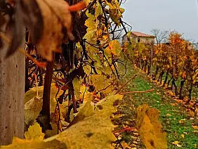 img_20211121_221751_2