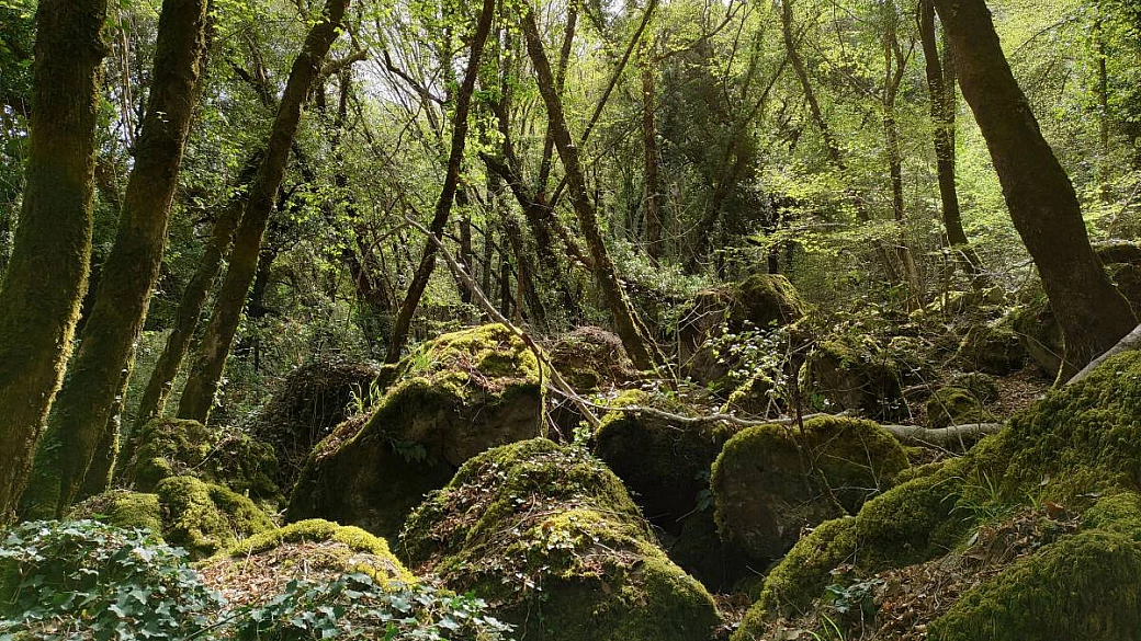 magica tuscia, fra dedali e boschi incantati
