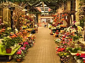 blog_goriziacitta_annacum_01