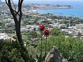ischia_panorama_di_forio_dai_giardini_la_mortella