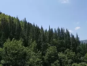 cipresseta_fontegreca