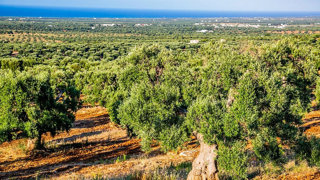masserie di puglia e agri beach per vacanze tra mare e terra