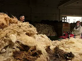 wool company