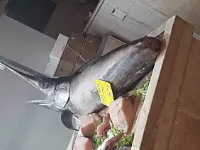 inbound6577226545741663766