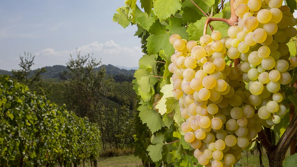 gavi e il gavi cortese docg