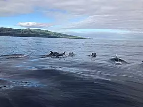 delfini_isole_del_triangolo