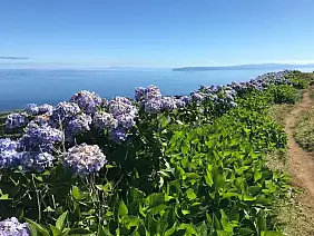 ortensie_isola_di_faial
